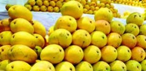 Banganapalli Mango