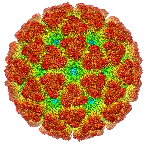 chikungunya-virus